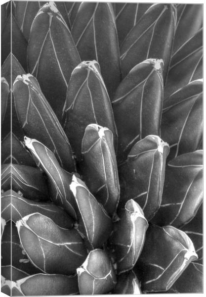 Black and White pointy plant Canvas Print by Paul Williams