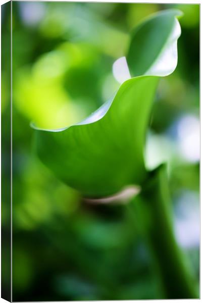 Fifty shades of Green Canvas Print by Paul Williams
