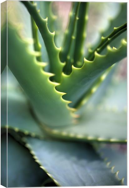 Cactus with serrated edged leafs Canvas Print by Paul Williams