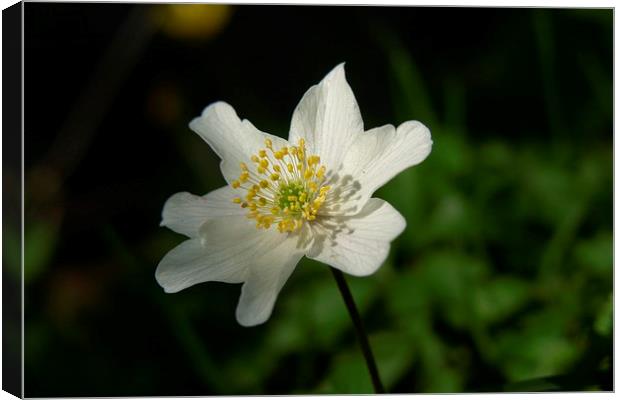  Wood Anemone Canvas Print by Elaine Turpin