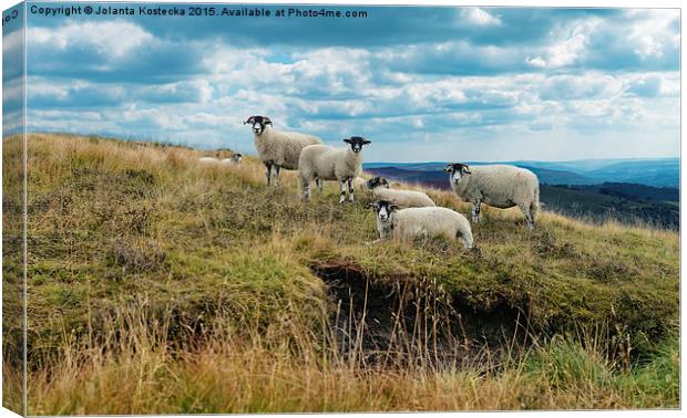  Flock of sheep Canvas Print by Jolanta Kostecka