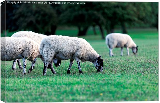   Flock of sheep Canvas Print by Jolanta Kostecka