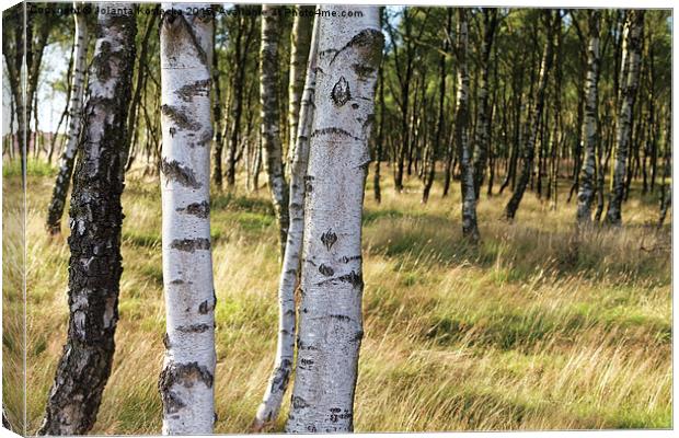  Birch forest Canvas Print by Jolanta Kostecka