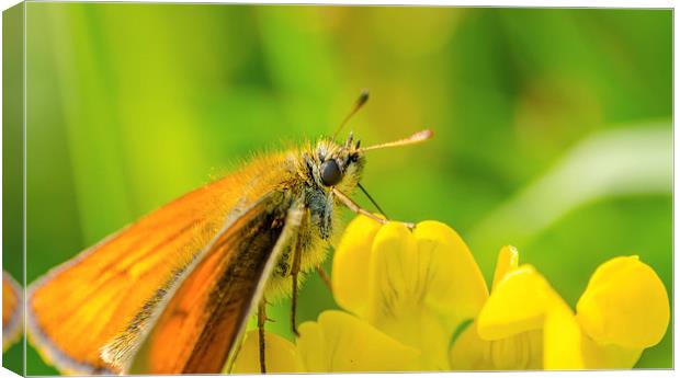 Butterfly having a drink in the sun Canvas Print by Thomas Hipkiss