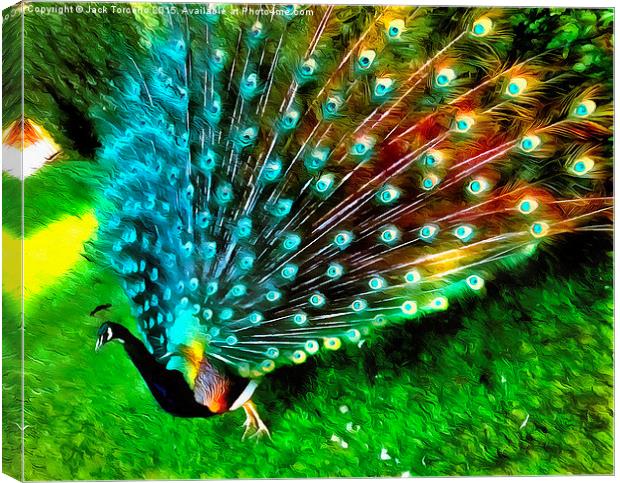  Peacock in Splendour! Canvas Print by Jack Torcello