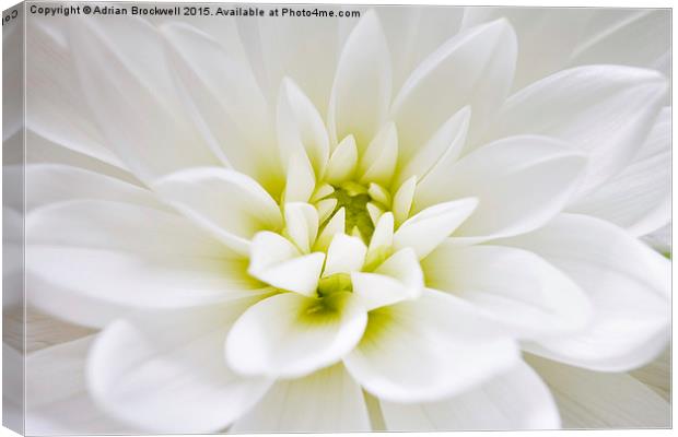 Dahlia Canvas Print by Adrian Brockwell