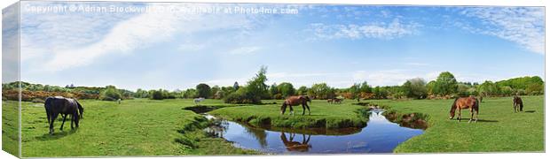 New Forest Horses Canvas Print by Adrian Brockwell