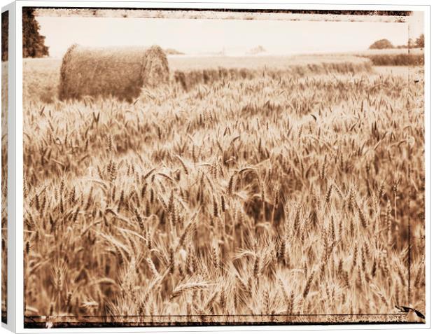 Harvest time Canvas Print by Adrian Brockwell