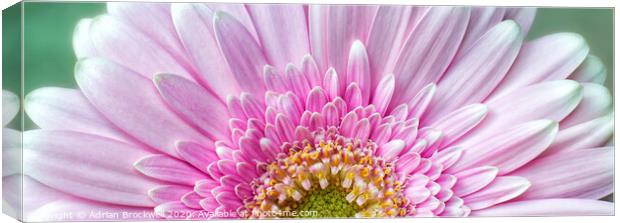 Pink Chrysanthemum Canvas Print by Adrian Brockwell