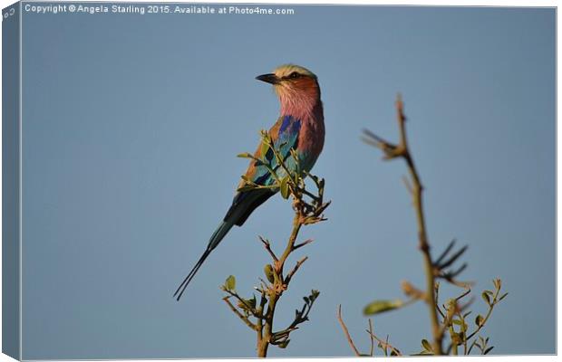  Lilac Breasted Roller. Canvas Print by Angela Starling
