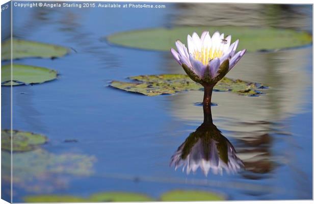  African Water Lily Canvas Print by Angela Starling