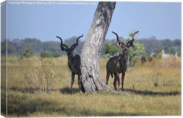  African Kudu  Canvas Print by Angela Starling