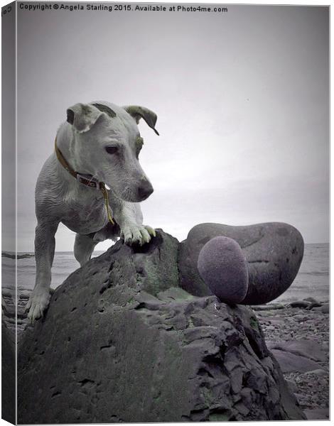  Jack Russell knocking down my art. Canvas Print by Angela Starling