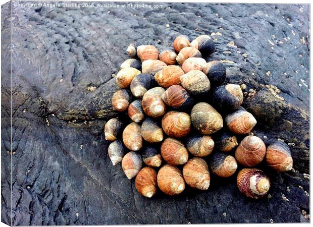  Snails clinging to the rocks on Borth Beach Canvas Print by Angela Starling