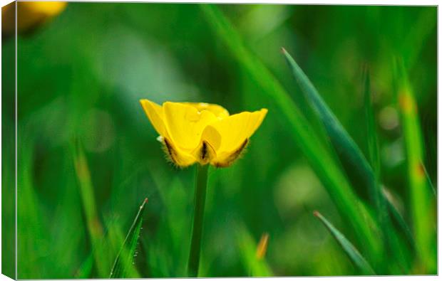  buttercup  Canvas Print by amy copp