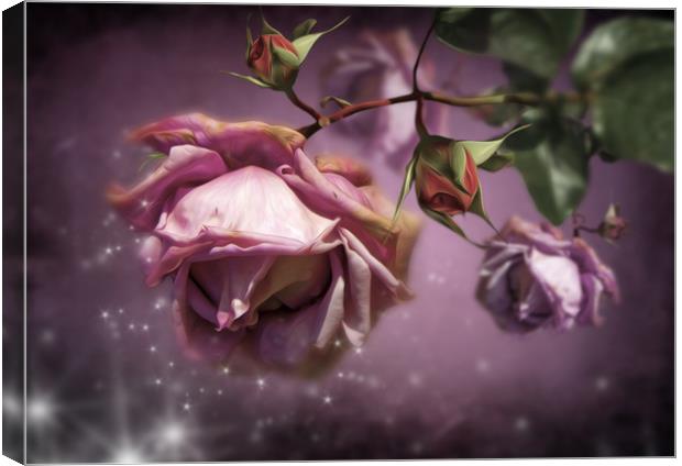  Dusky Pink Roses Canvas Print by Svetlana Sewell