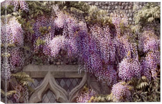  Wisteria Canvas Print by Svetlana Sewell