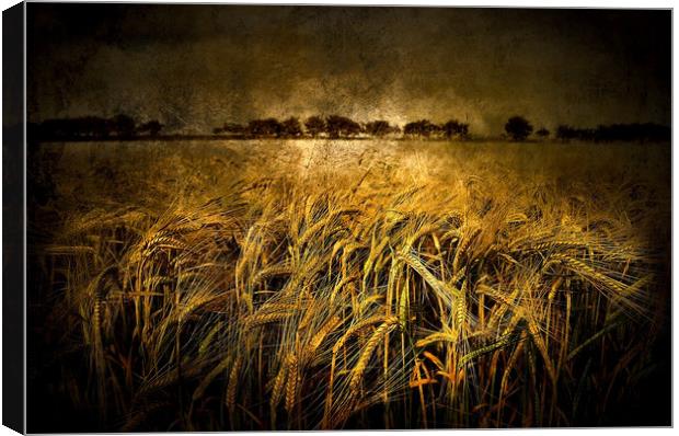  Wheat  Canvas Print by Svetlana Sewell