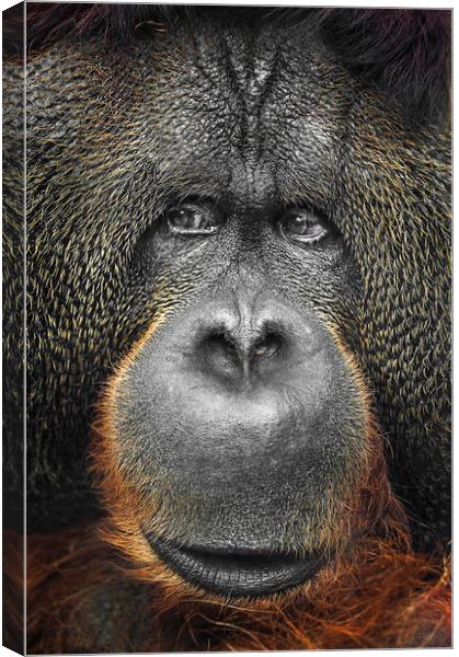  Orangutan Canvas Print by Svetlana Sewell