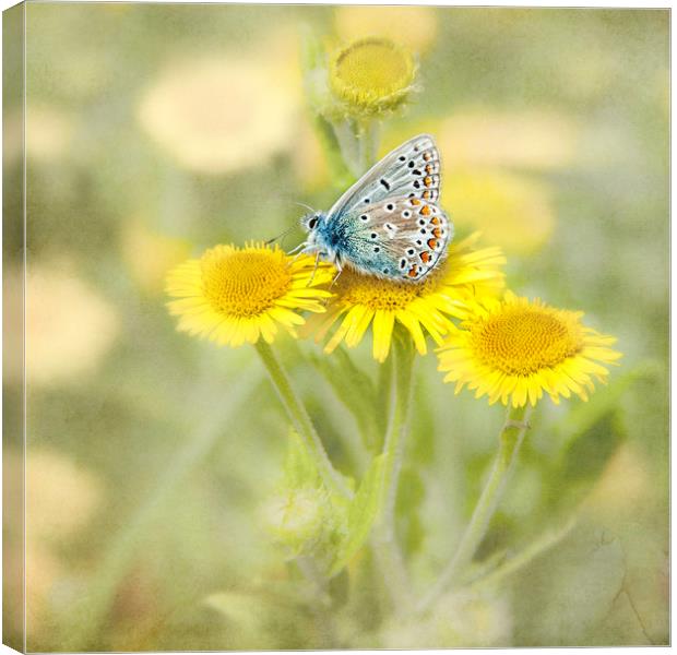  Butterfly Canvas Print by Svetlana Sewell