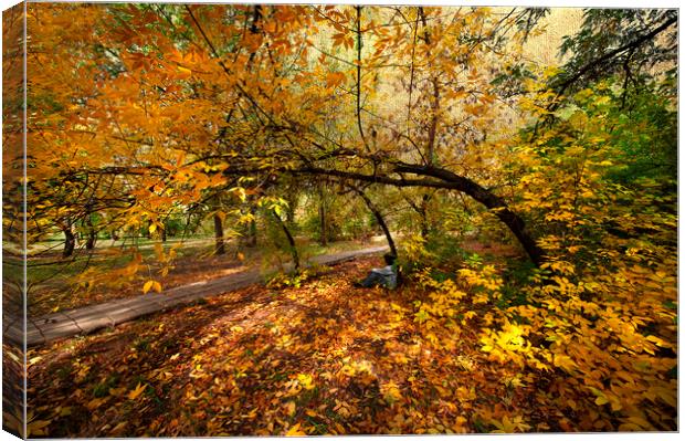 Autumn Burst of Colours Canvas Print by Svetlana Sewell