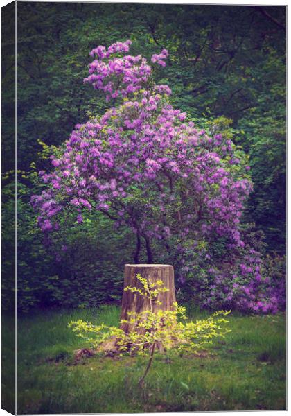  Purple Beauty Canvas Print by Svetlana Sewell