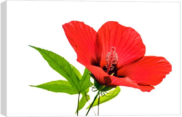 Red hibiscus                             Canvas Print by Svetlana Sewell