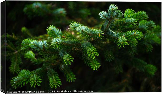 Green Branch Canvas Print by Svetlana Sewell