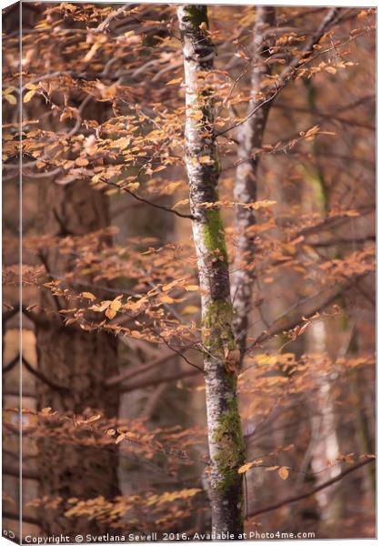 Branches Canvas Print by Svetlana Sewell