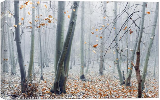 Dreamy Forest Canvas Print by Svetlana Sewell