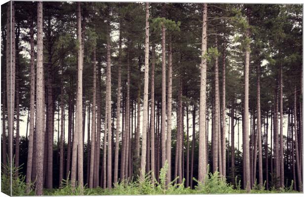 Tree Trunks Canvas Print by Svetlana Sewell