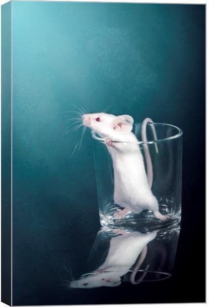 White Mouse Canvas Print by Svetlana Sewell