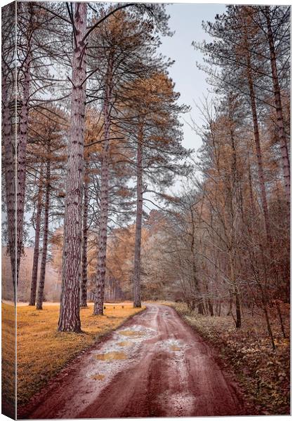 Path in a Woods Canvas Print by Svetlana Sewell