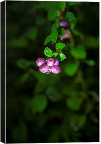 Purple Berry Canvas Print by Svetlana Sewell