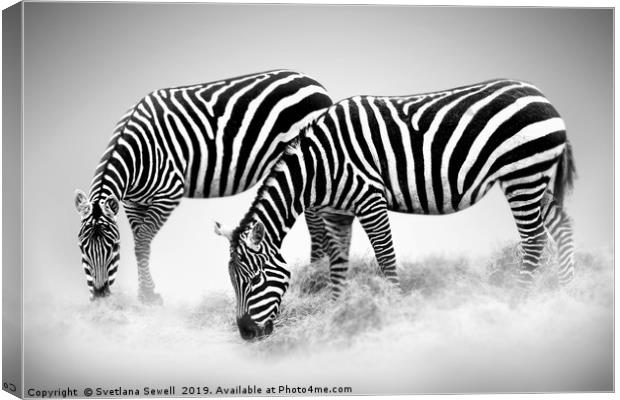 Zebras Canvas Print by Svetlana Sewell