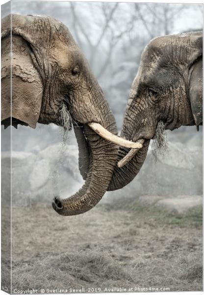 Elephants Canvas Print by Svetlana Sewell