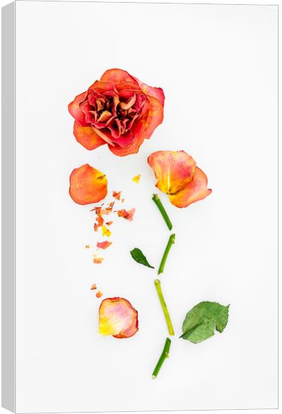 Dry Roses Canvas Print by Svetlana Sewell