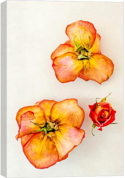 Three dry roses Canvas Print by Svetlana Sewell