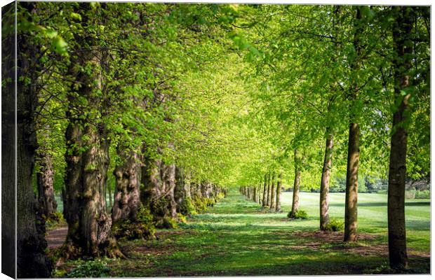 Garden path Canvas Print by Svetlana Sewell