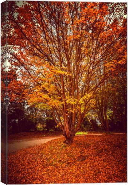 Pretty Autumn Tree Canvas Print by Svetlana Sewell