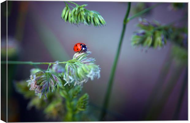 Ladybird Canvas Print by Svetlana Sewell