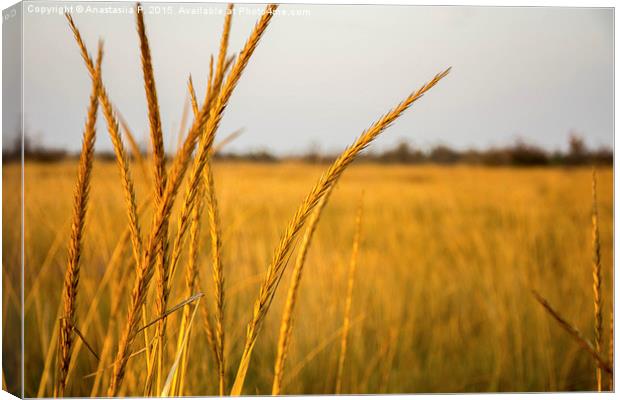 Golden Nature Canvas Print by Anastasiia P.