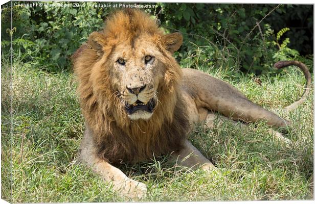  Lion in Kenya Canvas Print by Mark Roper