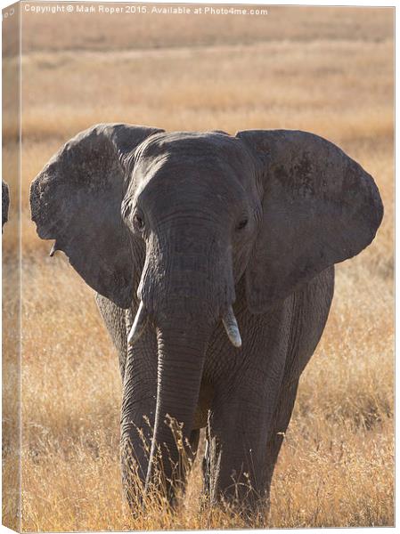  Elephant in Serengeti Canvas Print by Mark Roper