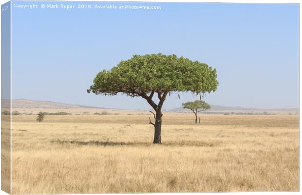 Kigelia Africana tree in Serengeti, Tanzania Canvas Print by Mark Roper