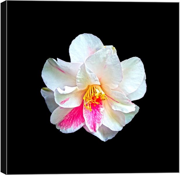  Camellia Japonica Canvas Print by John Vaughan