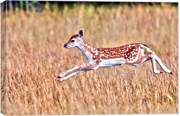  Frolicking Fallow Fawn Canvas Print by John Vaughan