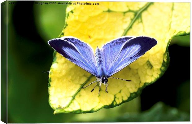  Holly Blue Butterfly Canvas Print by John Vaughan