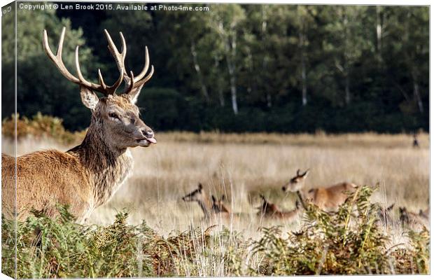 Rude Stag Canvas Print by Len Brook