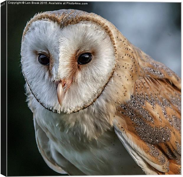 Barn Owl Portrait Canvas Print by Len Brook